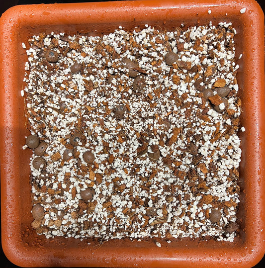 HiGrow® Aroid Classic Jungle Mix – Balanced Moisture & Airflow for Happy Aroids