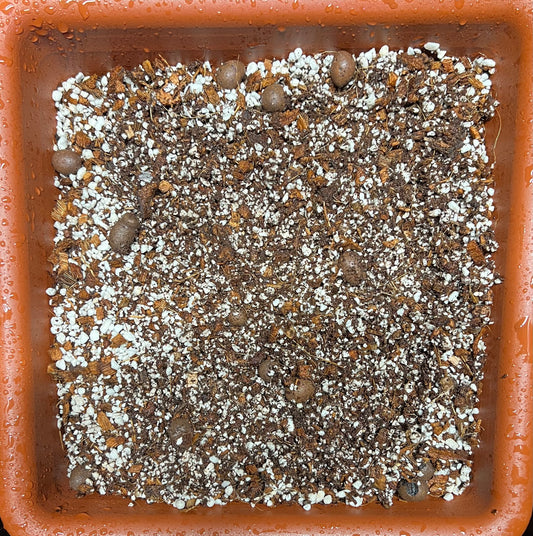 HiGrow® Aroid AquaMax Tropic Blend – Moisture-Retentive Aroid Mix