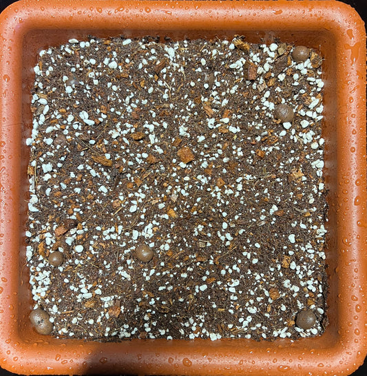 HiGrow® FicusFlex™ Indoor Blend – Balanced Moisture & Airflow for Indoor Trees