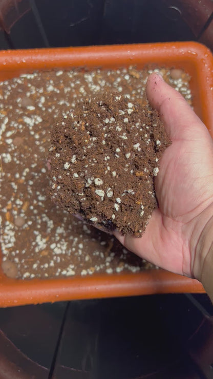 HiGrow® FicusFlex™ Indoor Blend – Balanced Moisture & Airflow for Indoor Trees