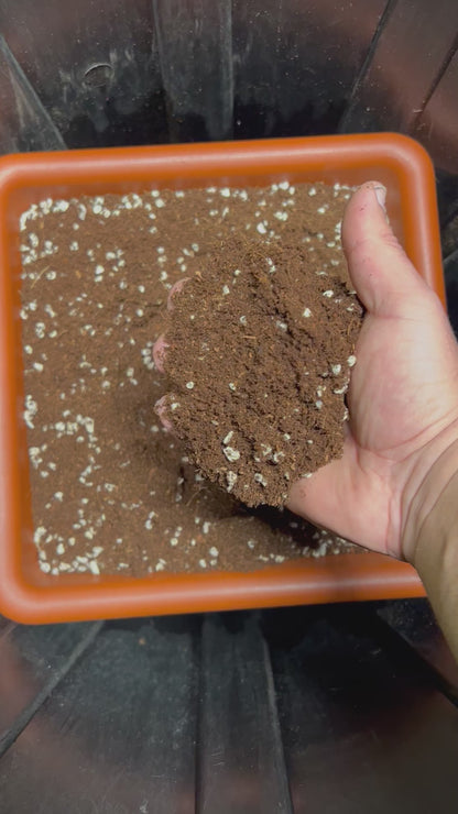 HiGrow® CocoPerla™ Blend – Buffered Coco & Coarse Perlite for Strong, Aerated Growth