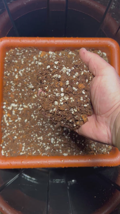 HiGrow® FernFriend™ Moisture Blend – Humid-Loving, Root-Safe Moisture