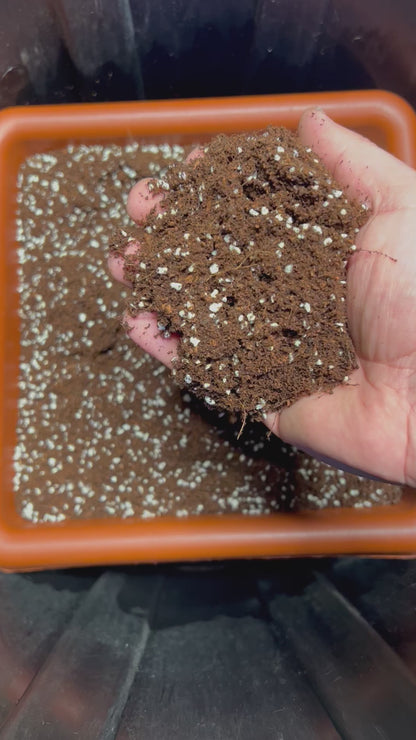 HiGrow® RootStart™ Propagation Blend – Buffered Coco & Fine Perlite Starter
